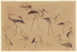 Storks, Larissa, May 1849. Houghton Library.